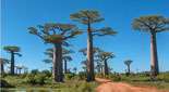 Baobab A. grandidieri, Madagascar