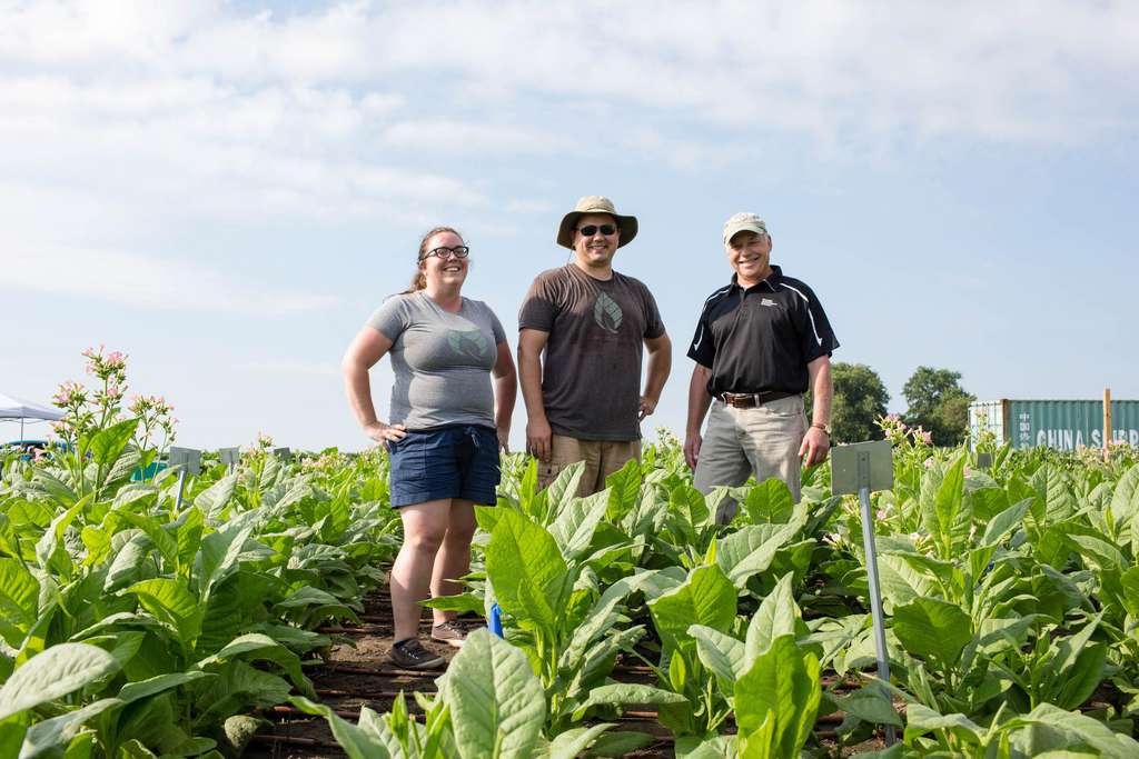 Amanda Cavanagh, Paul South et Donald Ort, de l’université de l’Illinois, dans leur champ de tabac génétiquement modifié. © Claire Benjamin, Ripe Project