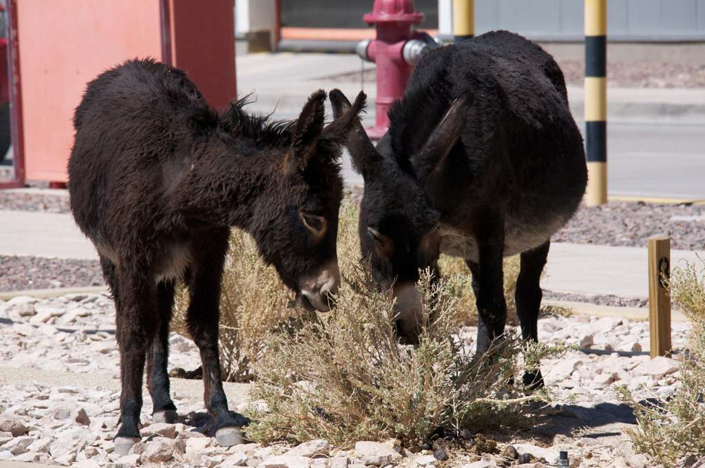 Les ânes, des animaux familiers de l’Atacama Les ânes, des animaux familiers de l’Atacama