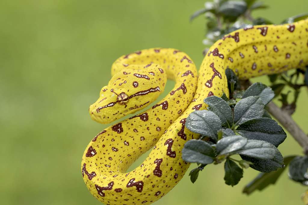 Le python vert, très différent lorsqu'il est encore jeune Le python vert, très différent lorsqu'il est encore jeune
