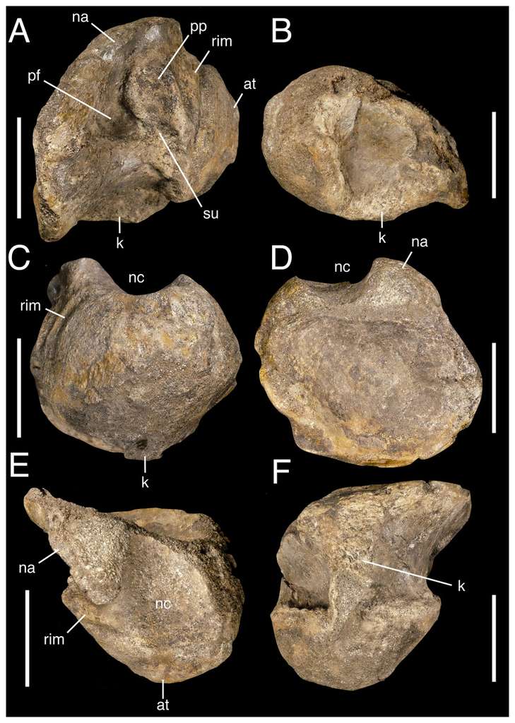 Frammenti delle vertebre dorsali appartenenti all'esemplare gigante hanno permesso di classificarlo tra gli Spinosaurus e di stimarne le dimensioni.  © Parker et al., 2022
