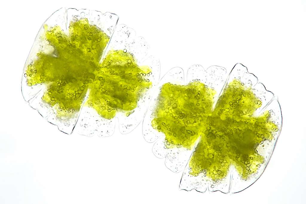Les microalgues photosynthétiques sont comme des micro-usines qui capturent le CO2 pour fabriquer de la matière première. © CarbonWorks