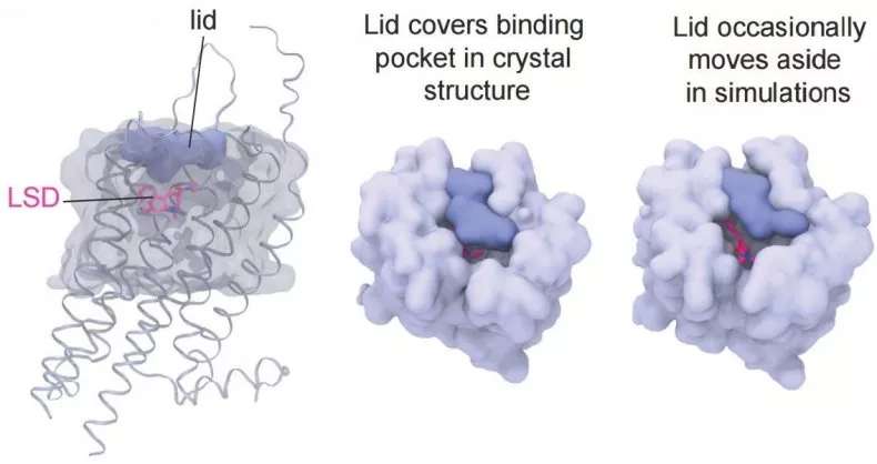 Ce schéma montre le « couvercle » en bleu foncé constitué d'une boucle de protéine, empêchant le LSD de sortir du récepteur de la sérotonine 5-HT2B. Il s'écarte parfois, laissant ainsi la drogue s'échapper. © Cell 