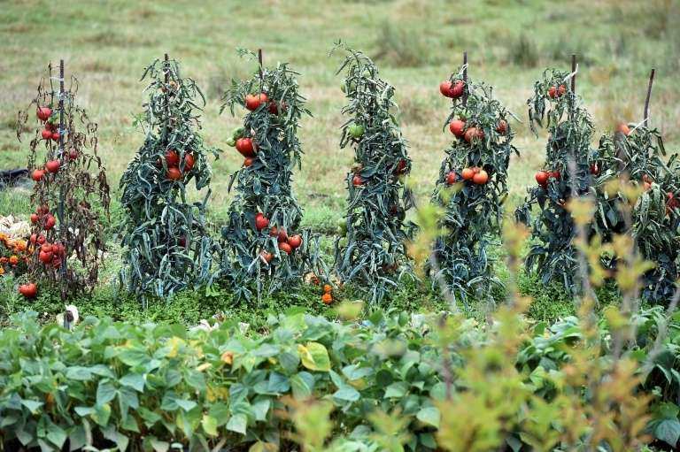 Virus De La Tomate Premier Cas De Contamination En France Confirme Virus De La Tomate Premier Cas De Contamination En France Confirme