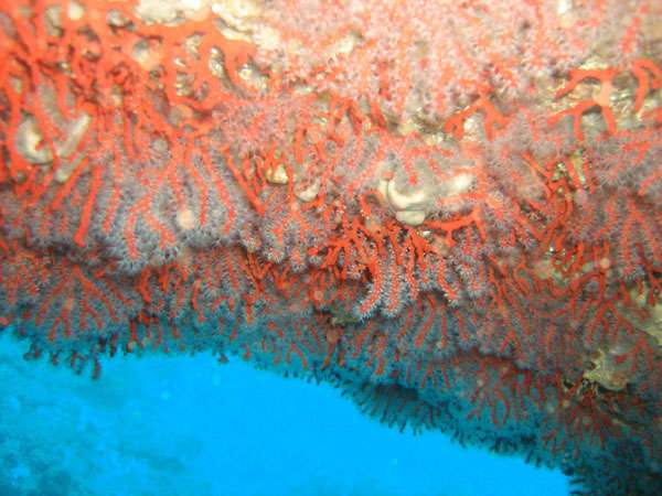 Photo 10. Corail au plafond de la grotte sous-marine de Moyade de terre (pointe ouest de l'île de Riou) à 20 m de fond. Ces grottes sont typiques du paysage karstique. © J. Collina-Girard