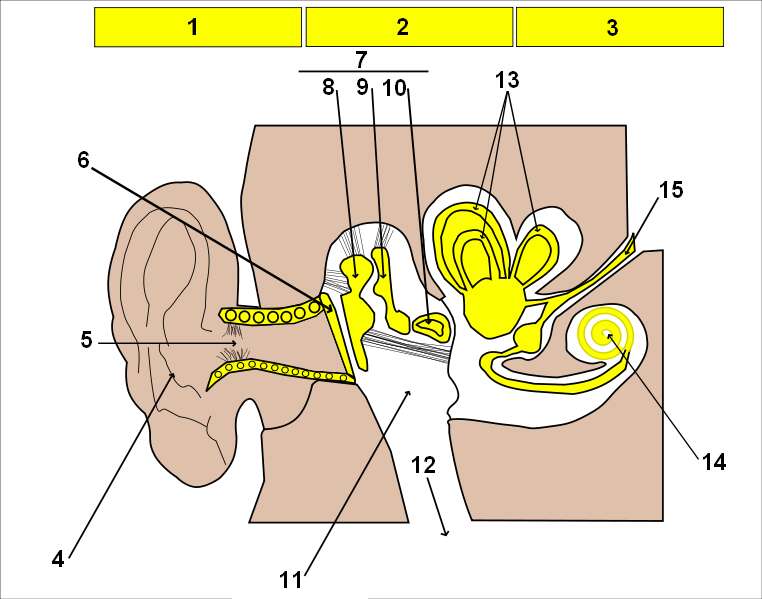 Schéma d'une oreille humaine. 1 : oreille externe, 2 : oreille moyenne, 3 : oreille interne, 4 : pavillon, 5 : conduit auditif, 6 : tympan, 7 : osselets, 8 : marteau, 9 : enclume, 10 : étrier, 11 : trompe d'Eustache, 12 : nez, 13 : canaux semi-circulaires, 14 : cochlée, 15 : nerf auditif. © Historicair, Wikipédia, CC by-sa 3.0