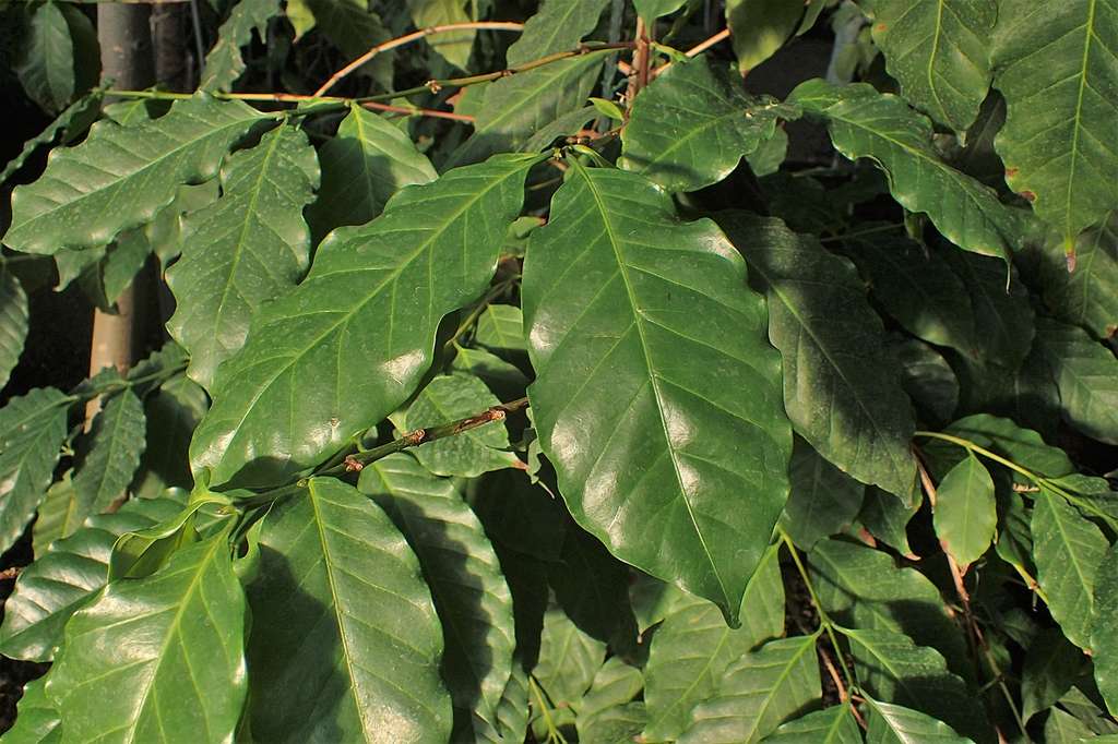 Feuilles de caféiers Coffea Stenophylla, celui qui pourrait sauver l’arabica du réchauffement climatique. © Krzysztof Ziarnek, Kenraiz, wikimedia commons, CC 4.0