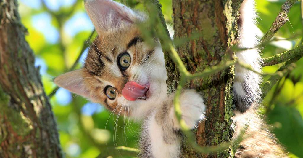 Le chat, habile, rusé, aventurier... © Kessa, Pixabay, DP