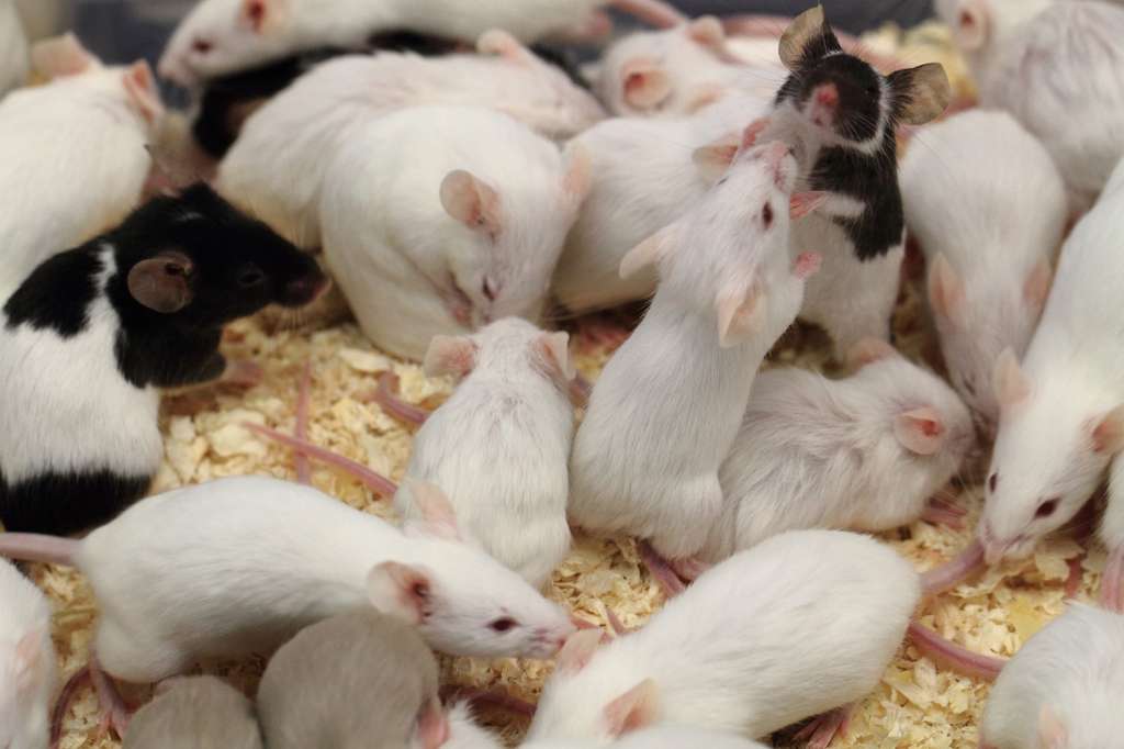Les chercheurs ont comparé des caractéristiques physiologiques de milliers de souris mâles et femelles et mis en évidence de nombreuses différences. © jonnysek, Fotolia