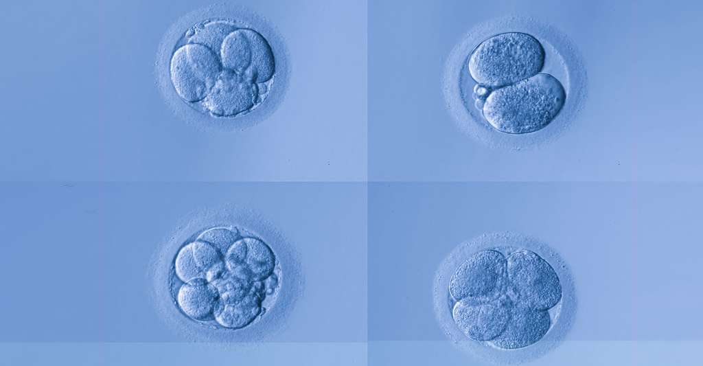 Après la fécondation, l'embryon se divise pour se développer. Mais il arrive qu'il cesse de vivre au cours du premier trimestre, c'est la fausse-couche. © Deva Studio - Shutterstock.