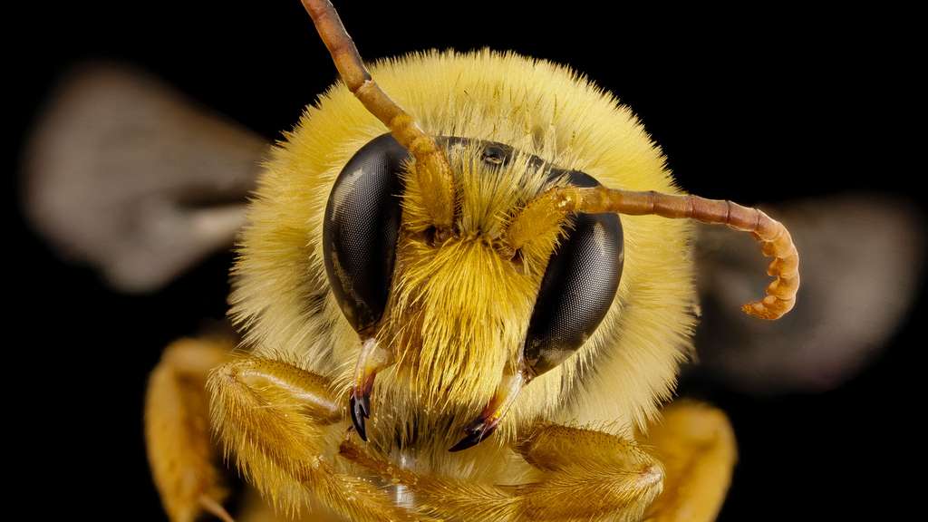 L'abeille Mydrosoma serratum, de la famille des Collétidés L'abeille Mydrosoma serratum, de la famille des Collétidés