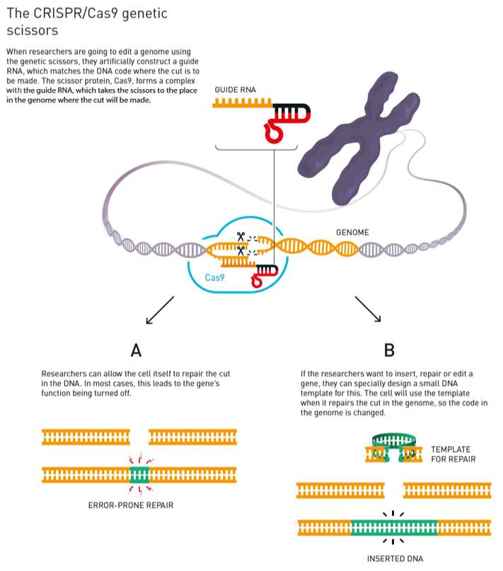 Atunci când cercetătorii doresc să modifice un genom folosind foarfece genetice, au fabricat anterior un ARN Ghid care corespunde ADN-ului de unde doresc să taie. După tăiere, cercetătorii pot lăsa repararea ADN-ului singur (A) sau alegeți să vă reparați (B). © Johan Jarnestad, Academia Royal Suedeză de Științe