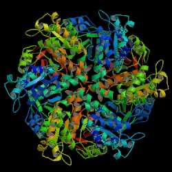 Alors que la structure de la protéine BRCA2 est en attente, celle de son partenaire, la protéine RAD51 (de la levure Saccharomyces cerevisiae), est déjà connue. © Protein Data Base