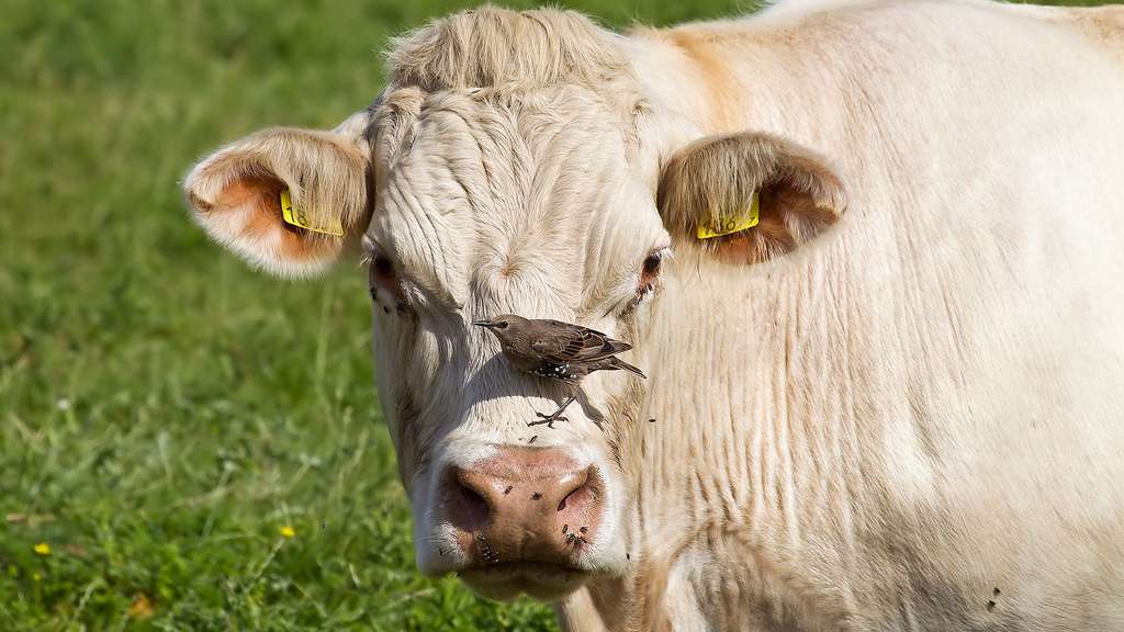 Vache : les races bovines participent à l'entretien des terroirs Vache : les races bovines participent à l'entretien des terroirs