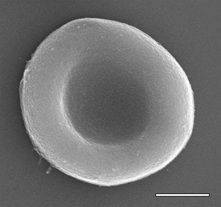Un globule rouge artificiel au microscope électronique. Ce dernier a la même forme que les globules rouges naturels, avec quelques capacités supplémentaires. L'échelle correspond à 2 µm. © Adapté de Jimin Guo et al. ACS Nano
