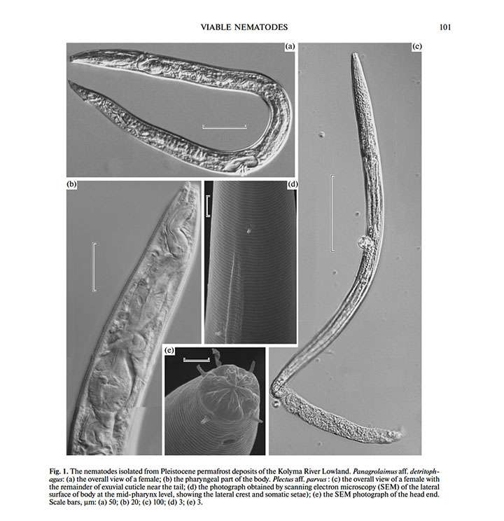 Les nématodes ont été retrouvés dans des dépôts de permafrost datant du Pléistocène. © Shatilovich, A. V., Tchesunov, A. V., Neretina, T.V. et al., Dokl Biol Sci