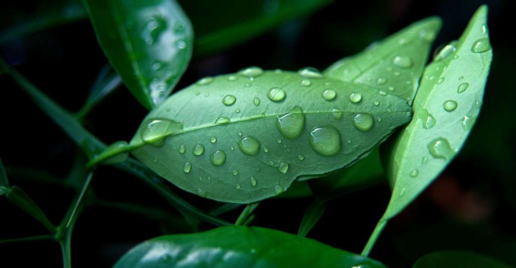 La Rosee Et Ses Gouttelettes Matinales Dossier