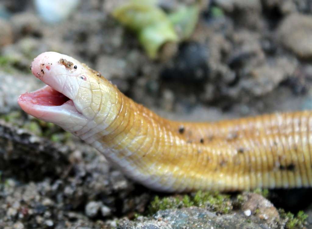 Sur cette photo, difficile d'apercevoir les yeux du reptile qui sont quasi inexistants. © alvarovelasua, iNaturalist