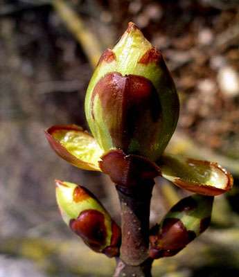 Le bourgeon, essentiel à la vie d'une plante. © Algirdas, domaine public