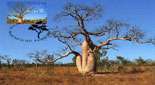 Baobab A. gibbosa (syn. gregori, rupestris), Australie