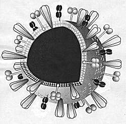 Un virosome. © pathology.unibe.ch