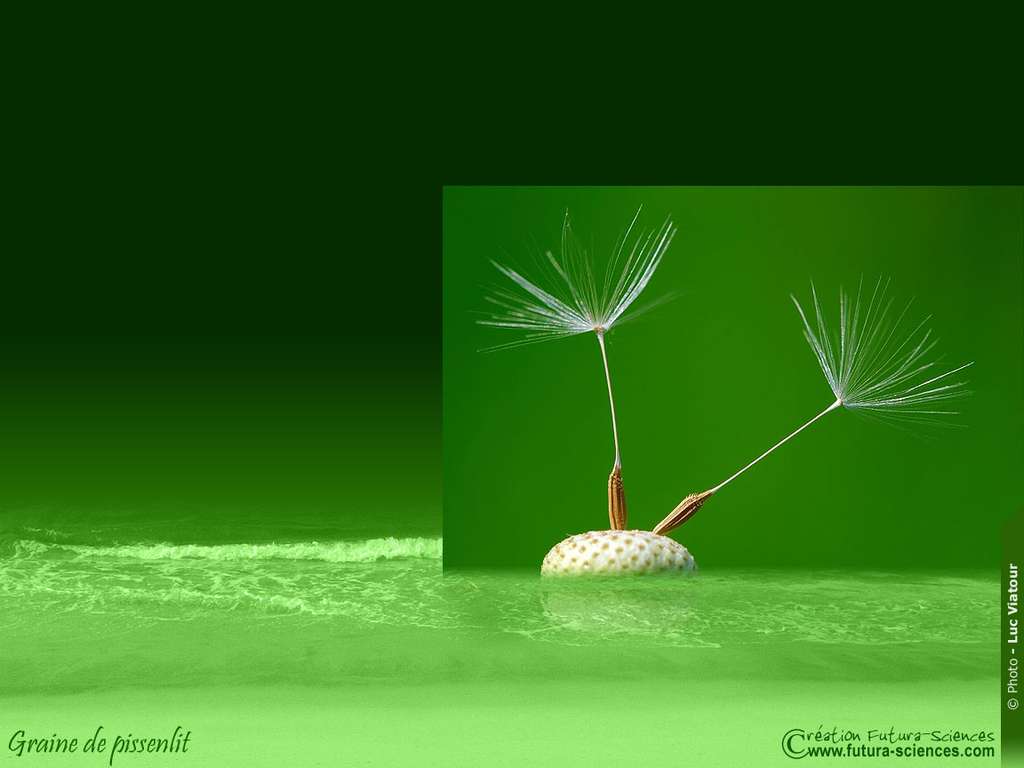 Fleur de pissenlit Fleur de pissenlit