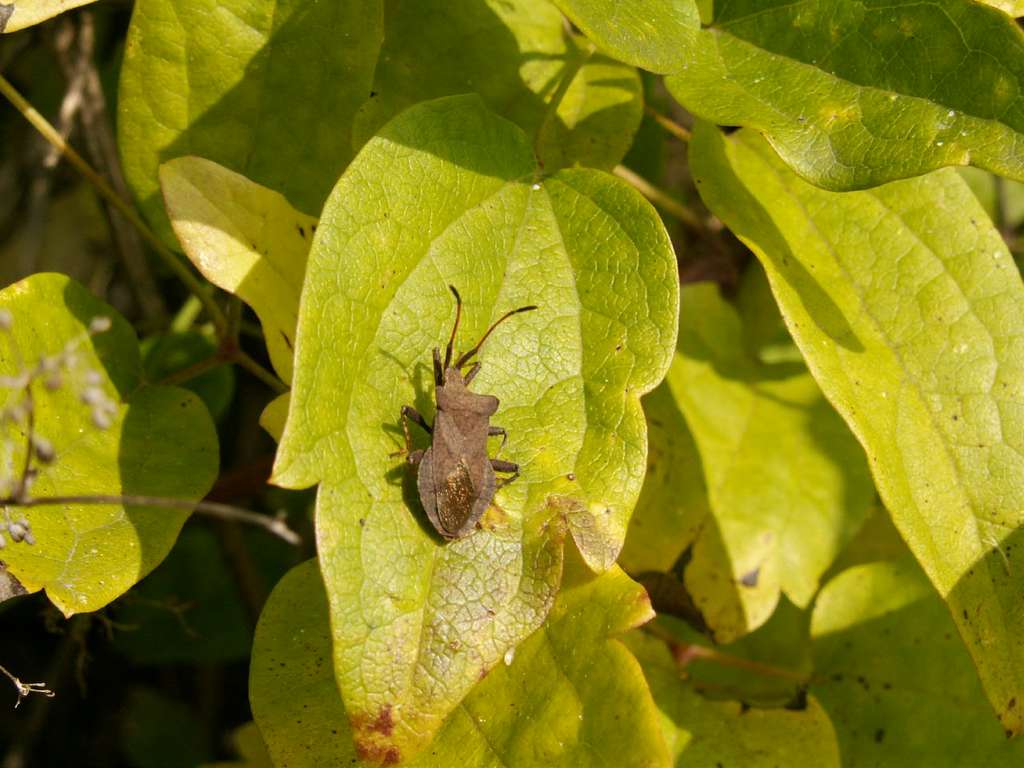 Syromastes rhombeus Syromastes rhombeus