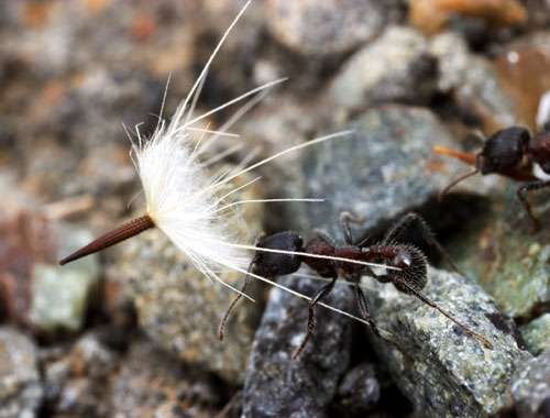  Une ouvrière d’une espèce d’une fourmi moissonneuse transporte une graine. © A. Wild