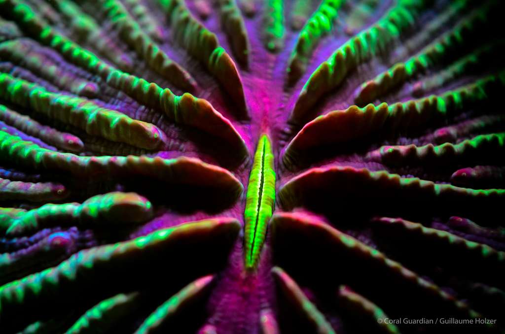 Fungia scutaria est un corail dur formé d’un seul polype et capable de se déplacer. © Guillaume Holzer, Coral Guardian - Tous droits réservés, reproduction interdite