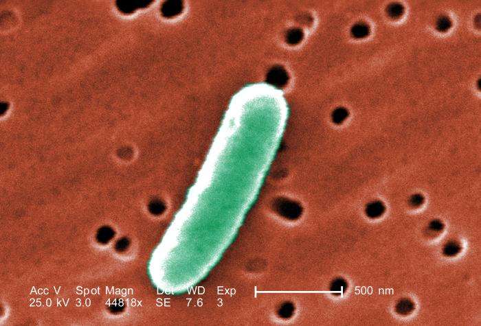 Les souches de la bactérie Escherichia coli dites entérotoxigéniques sont les principales responsables de la tourista. Les scientifiques comptent créer un vaccin qu'ils espèrent bientôt tester chez l'Homme. © Janice Haney Carr, CDC