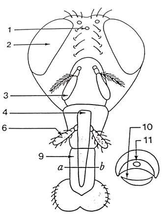Tête de face. 1 : ocelle, 2 : œil composé, 3 : antenne, 4-6-9-10-11 : pièces buccales formant la trompe dont on voit la coupe à droite du schéma. © DR - Reproduction et utilisation interdites