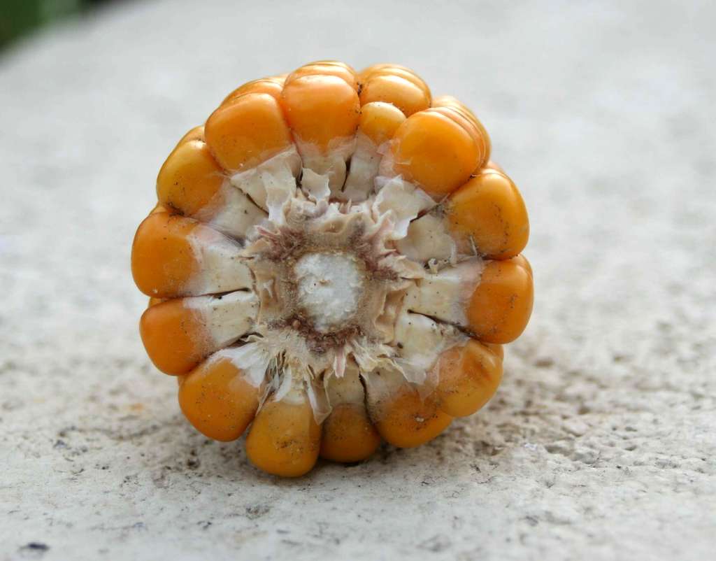 Comment cultiver du maïs ? Ici, une coupe transversale d'un épi de maïs. © Spedona, CC by-sa 3.0