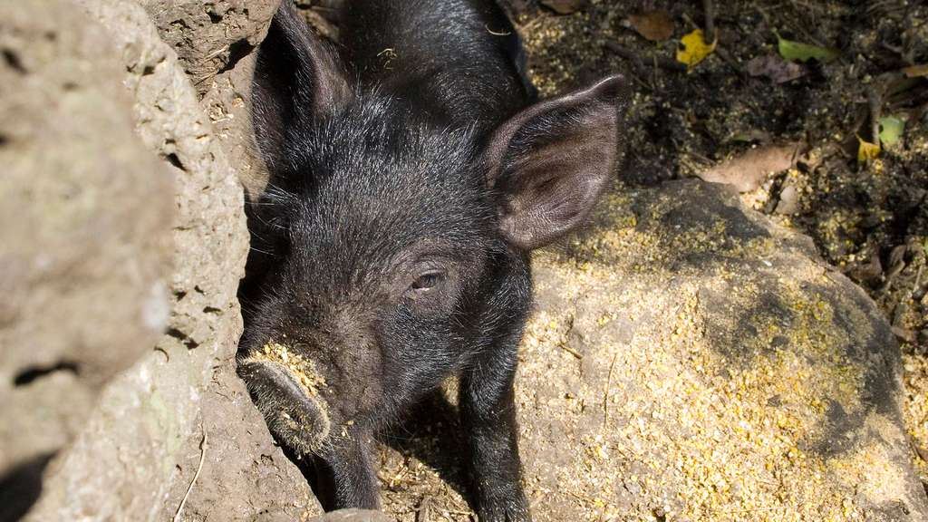 Le porc noir de Jeju Le porc noir de Jeju