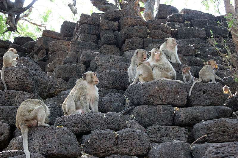 Définition | Macaque crabier - Macaque à longue queue - Macaca ...