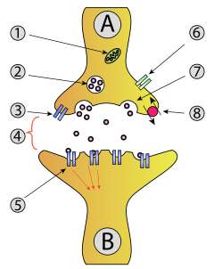 Si nécessaire, on peut prescrire à l’enfant dépressif un inhibiteur sélectif de la recapture de sérotonine, qui va réguler la circulation de cette hormone. Ici, la pompe à recapture est le gros point rose sur la droite. 1 Mitochondrie, 2 Vésicule synaptique pleine de neurotransmetteurs, 3 Autorécepteur, 4 Fente synaptique, 5 Récepteur de neurotransmetteur, 6 Flux de calcium, 7 Vésicule libérant des neurotransmetteurs, 8 Pompe de recapture de la sérotonine. © Mouagip