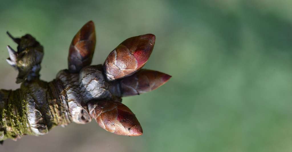 Bourgeon de peuplier Populus sp. © Guetli, CC0