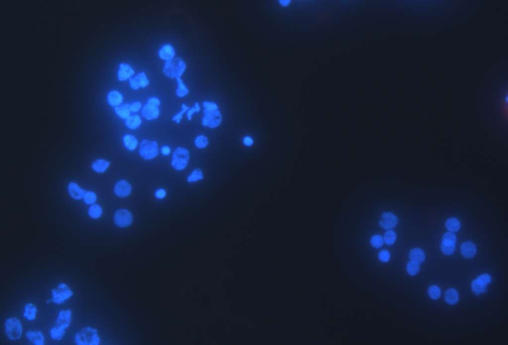 Au microscope, on remarque l’ADN nucléaire normal (en bleu) du parasite H.salminicola mais aucune présence d’ADN mitochondrial (qui serait visible sous forme de petits points bleus à côté de l’ADN nucléaire). © Stephen Douglas Atkinson