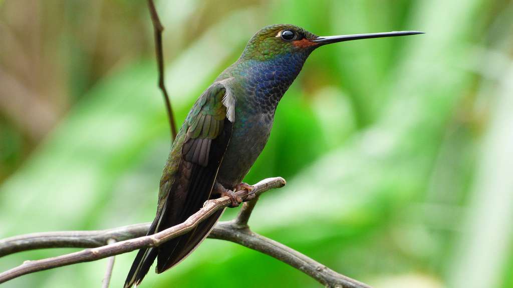 Colibri de Bouguer Colibri de Bouguer