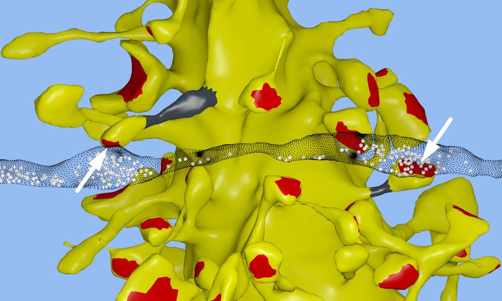 Reconstitution du contact entre deux neurones de l'hippocampe d'un rat. Un axone (le tube gris) apporte le signal nerveux à une dendrite (en jaune) au niveau des épines dendritiques (sortes de tentacules). Ici, il y établit le contact deux fois, ce qui est rare (les flèches), formant deux synapses (en rouge, ainsi que celles avec d'autres axones, non représentés). Ces deux synapses sont presque identiques, par leur surface, le volume de la tête de l'épine, le diamètre de leur « cou » (en gris) et le nombre de vésicules présynaptiques (les points blancs). C'est ce qui a mené les chercheurs à l'idée que les synapses peuvent présenter des différences faibles mais significatives. © Salk Institute