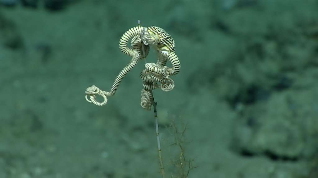 Une ophiure sur son corail Une ophiure sur son corail