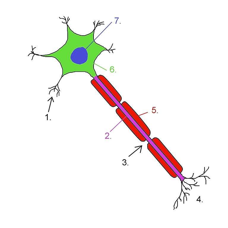 Sur ce schéma de neurone, on observe que les cellules de Schwann (en rouge) entourent l’axone. 1 : dendrite. 2 : axone. 3 : nœud de Ranvier. 4 : terminaisons nerveuses. 5 : cellule de Schwann. 6 : corps cellulaire. 7 : noyau. © NickGorton, Wikimedia Commons, cc by sa 3.0