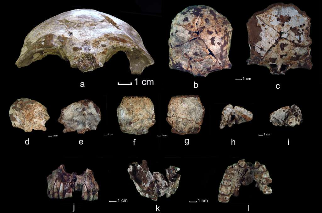 Présentation des fragments de crâne d'Homo sapiens trouvés dans la grotte Tam Pa Ling au Laos. Os frontal vu respectivement de face, d’en haut et par le bas (A, B, C) ; os occipital photographié par le haut et par le bas (D, E) ; os pariétal droit vu par le haut et par le bas (F, G) ; os temporal droit avec une partie de mastoïde en vue latérale externe et interne (H, I) ; maxillaire photographié de face, par le haut et par le bas (J, K, L). © Fabrice Demeter et al. 2012, Pnas 