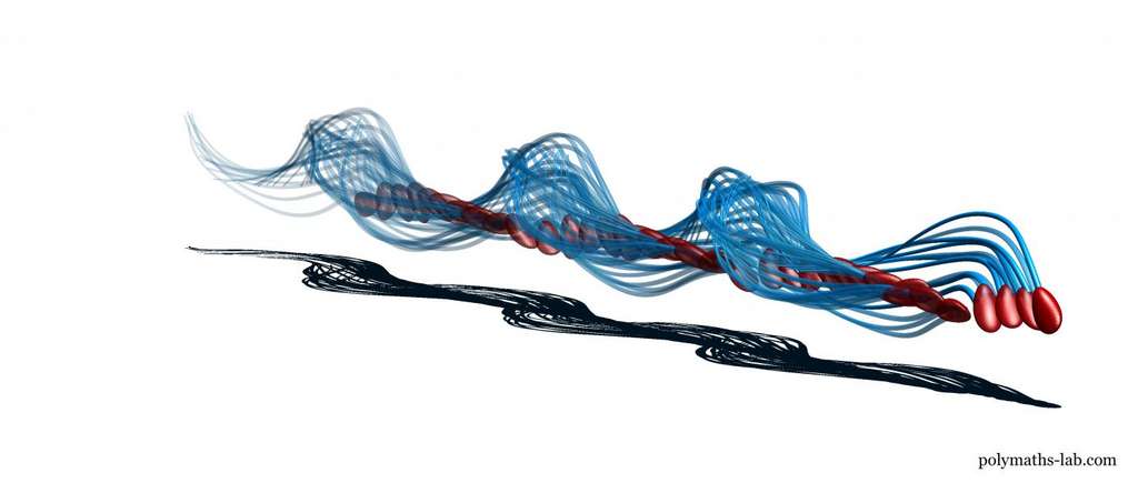 Le mouvement de nage des spermatozoïdes modélisé en 3D montre que la queue ne bat que d'un côté. © polymaths-lab