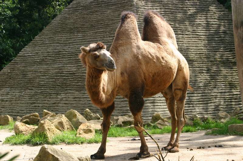 Les chameaux de Bactriane ont deux bosses, contrairement aux chameaux d’Arabie. Ils auraient besoin de plus d’énergie pour résister au froid des déserts de Mongolie et de Chine. © Emmanuel Faivre, Wikipédia, GNU 1.2