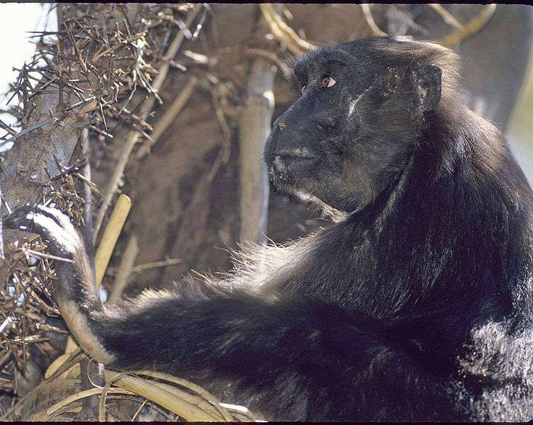 Macaque maure. © Noel Rowe, GNU FDL Version 1.2