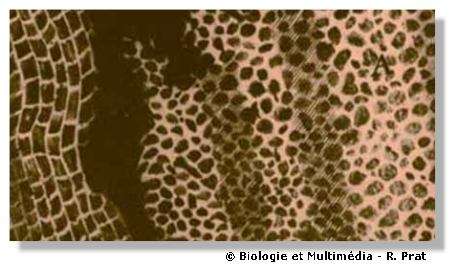 Figure 2 - Observations de Robert HOOKE. Le liège est un tissu mort et Hooke n'observait que les limites cellulaires. Le tissu apparaissait formé d'un ensemble d'unités élémentaires en forme de logettes qu'il appela "cellules" par comparaison aux cellules de moines ou de ruches d'abeilles.