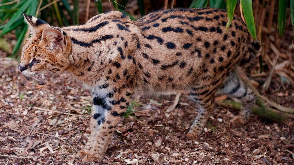 Le serval, un félin africain Le serval, un félin africain