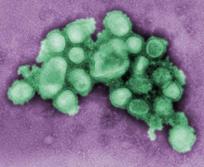 La vaccination contre le virus de la grippe A(H1N1), que l'on peut voir à l'image, serait-elle dangereuse ? Si quelques problèmes sont à signaler, la plupart des personnes n'ont subi aucun effet secondaire indésirable. © S. Goldmsith & A. Balish, CDC, DP