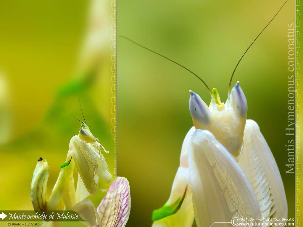 Mante orchidée Malaisie Mante orchidée Malaisie