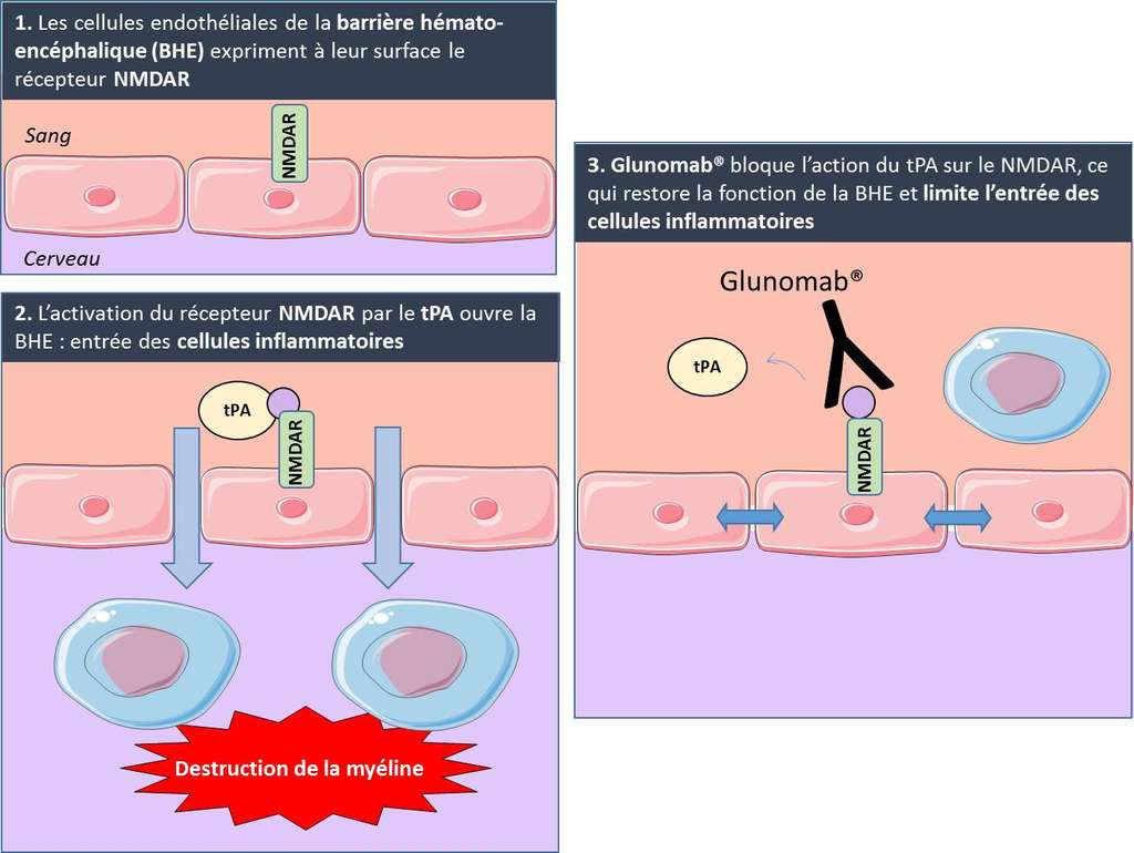 Schéma de l'action de l'anticorps Glunomab. Les pores de la barrière hémato-encéphalique (qui entoure le cerveau) s'ouvrent quand la protéine tPA active les récepteurs NMDA. Les cellules immunitaires peuvent alors pénétrer dans le système nerveux et détruire la gaine de myéline qui entoure les axones des neurones et les protège. La molécule Glunomab, bloquant l'action de tPA, maintient la barrière fermée. (Cliquez sur l'image pour l'agrandir.) © Fabian Docagne (Inserm), Servier Medical Art
